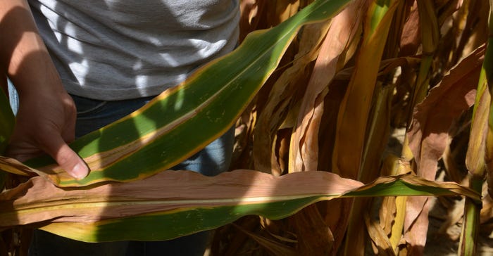 corn leaves showing signs of potassium and nitrogen deficiencies