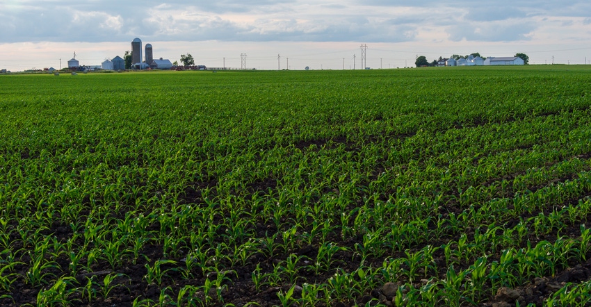 Cornfield with silos in the distance Cornfield with silos in the distance