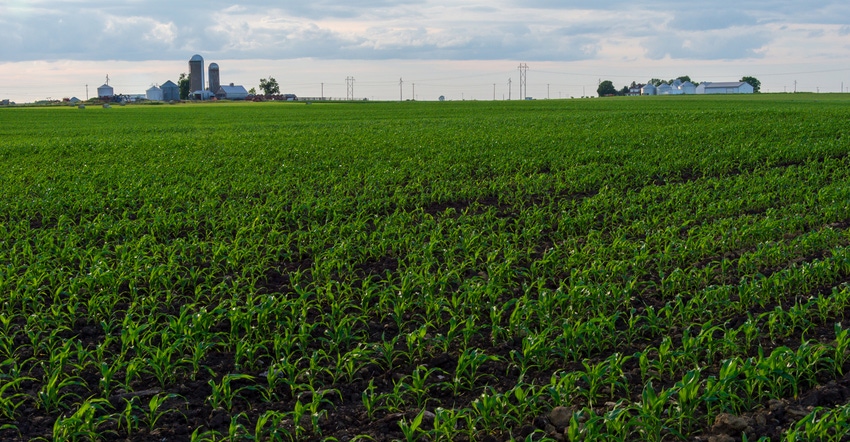 Cornfield with silos in the distance