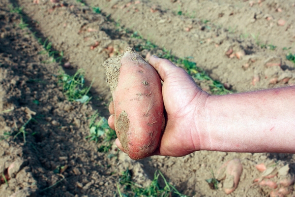 Market Fresh Finds: Yams are tubers to satisfy a sweet tooth - The