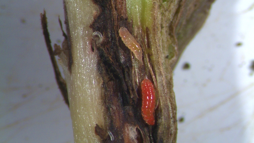 soybean gall midge inside soybean stem