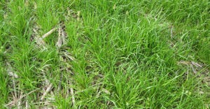Ryegrass cover crop