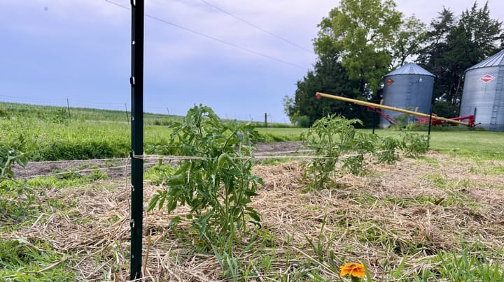 New tomato support method brings hope of better harvest