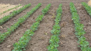 Rows of soybeans with weeds