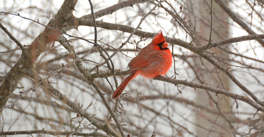 cardinal sitting in leafless tree