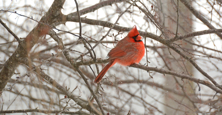 cardinal sitting in leafless tree cardinal sitting in leafless tree