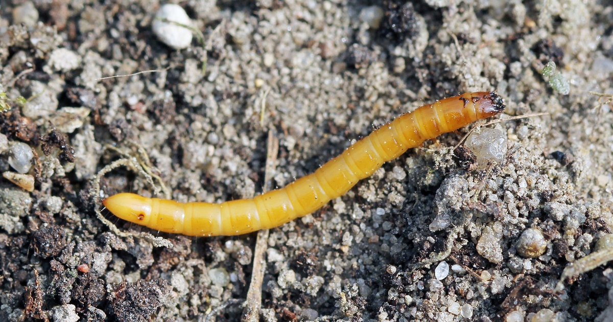 Control wireworm populations