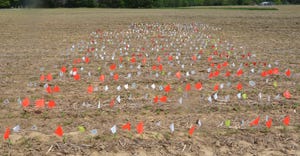 flags in cornfield signaling day of corn emergence