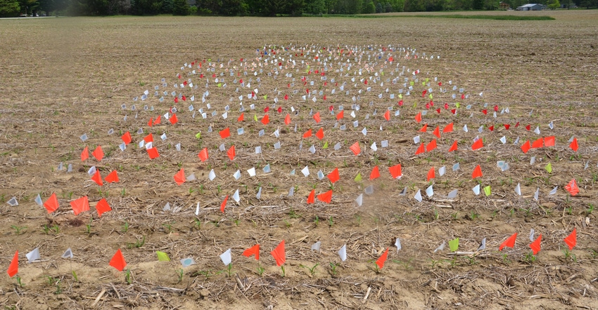 flags in cornfield signaling day of corn emergence