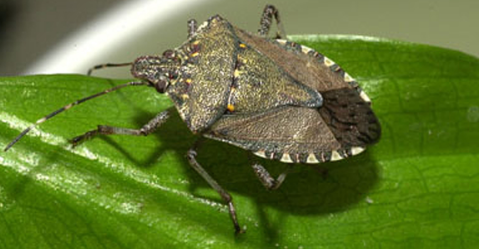 Bad bugs: Watch for these 4 invasive insect species