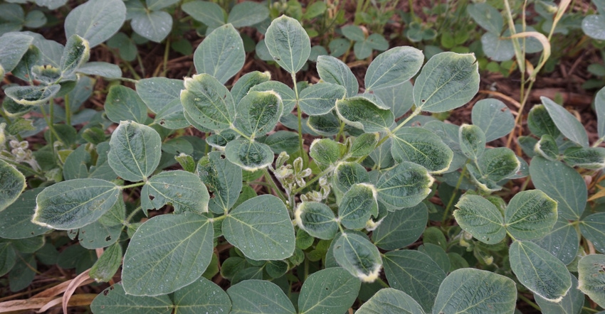 soybean plants showing signs of dicamba drift