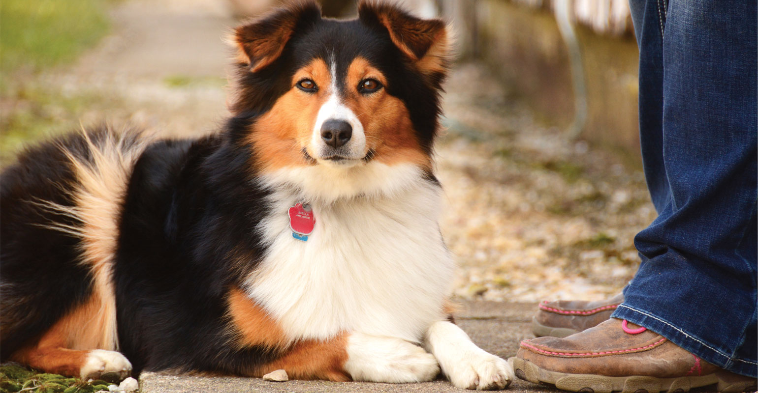 The Most Famous Farm Dog: Lassie - Modern Farmer