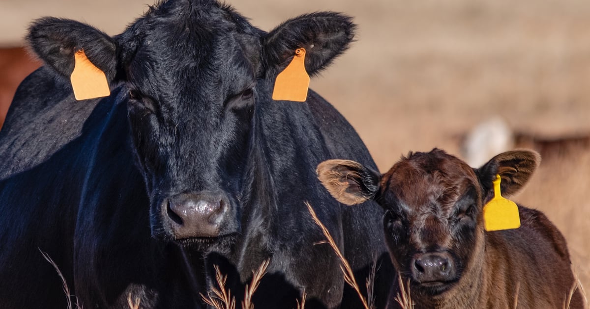 U.S. beef cow herd faces several challenges as it rebuilds from drought