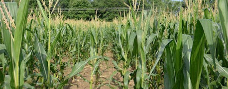 corn_plants_struggle_survive_too_much_water_2_635423960054203404.JPG