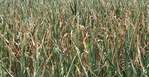 corn stalks showing signs of heat stress