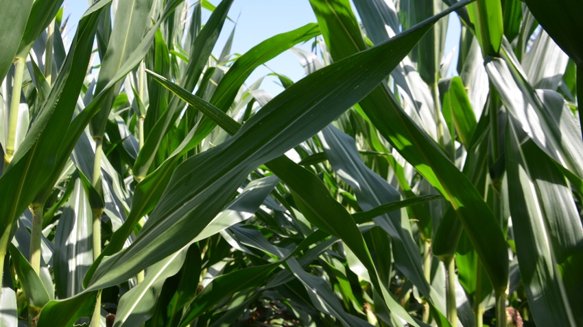 corn leaf showing signs of gray leaf spot