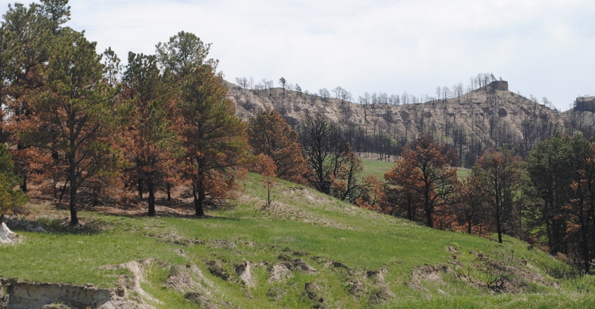 In this 2013 photo along Dead Horse Road west of Chadron, showing the devastation of the 2012 wildfires that burned so hot ov