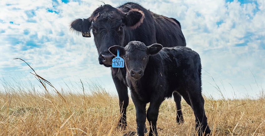 Oklahoma State cow calf pair.jpg Oklahoma State cow calf pair.jpg