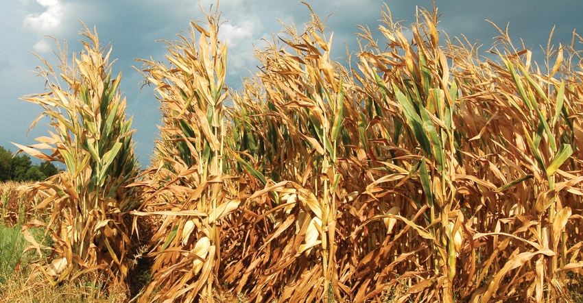 Right-seed-envio-Corn-Photo-By-Larry-Stalcup-web.jpg Right-seed-envio-Corn-Photo-By-Larry-Stalcup-web.jpg