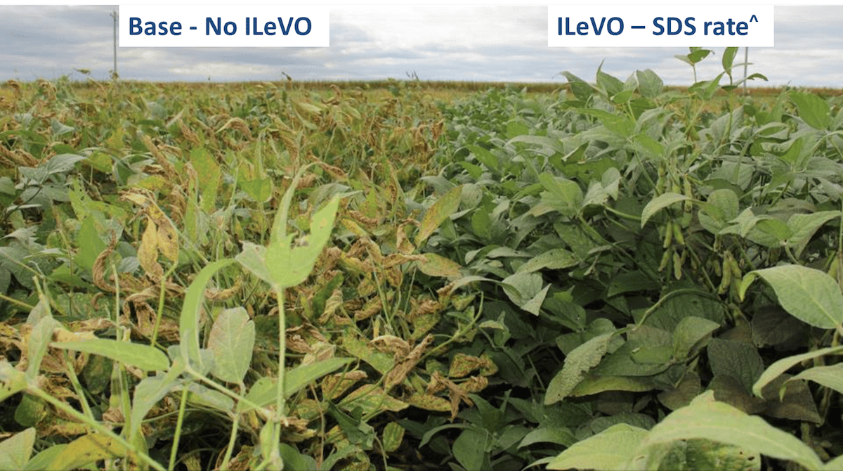 Ilevo Label 2 new tools aim to reduce sudden death syndrome and soybean cyst ...