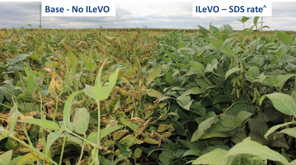 ILeVO-treated soybeans