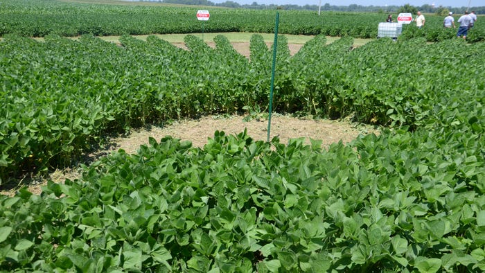soybeans planted in a population wheel