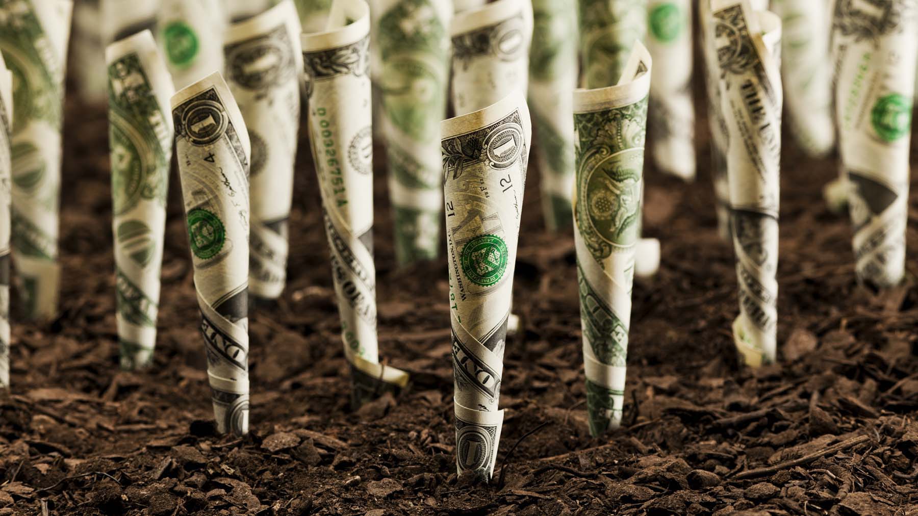 Dollar bills in soil