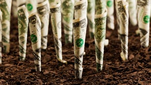 Dollar bills in soil