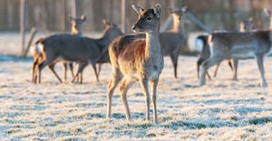 deer standing in frosty pasture