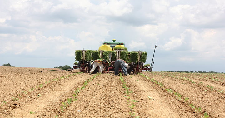 Burley tobacco makes a comeback