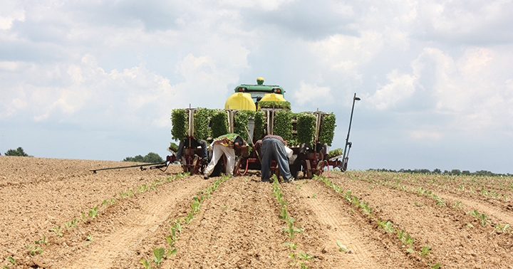 burley tobacco harvester Burley tobacco makes a comeback burley tobacco harvester Burley tobacco makes a comeback