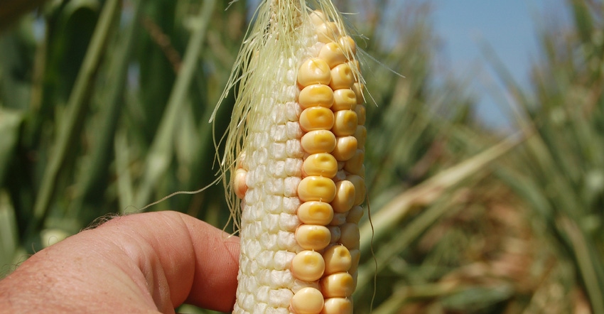 small ear of corn only partially full of kernels