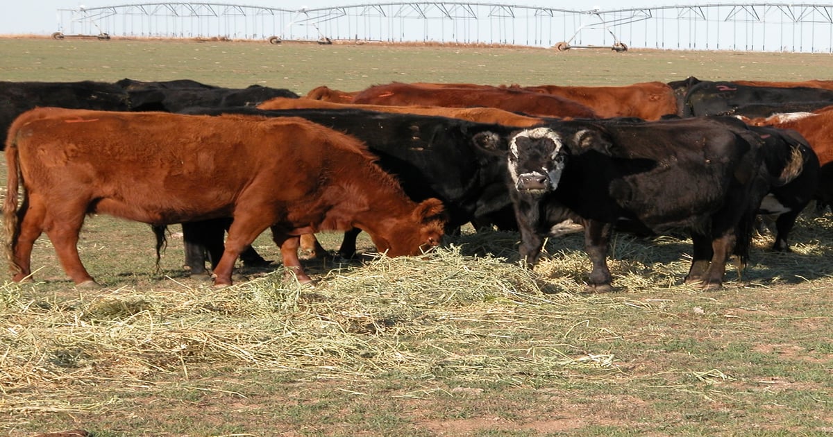 Cow economics include deflation and inflation