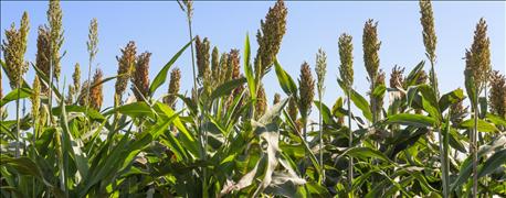 numbers_are_help_sorghum_producers_calculate_crop_insurance_payments_1_635935868892800000.jpg