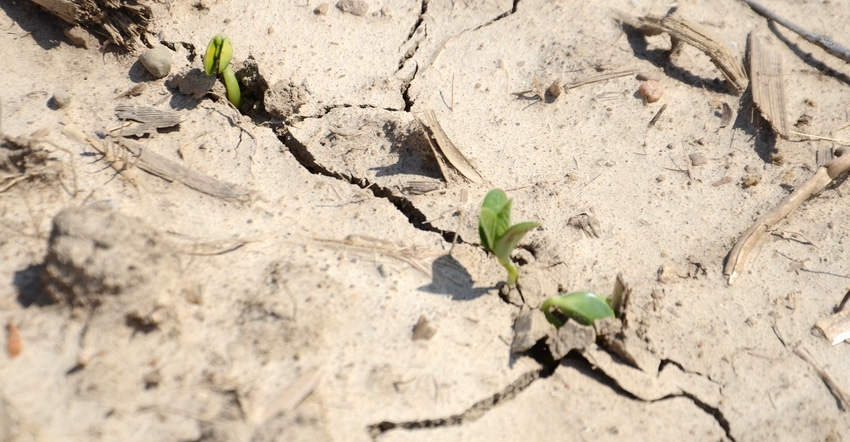 soybean seedlings emerging from soil