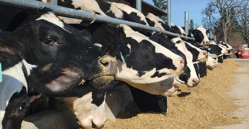 Dairy cows at feeder