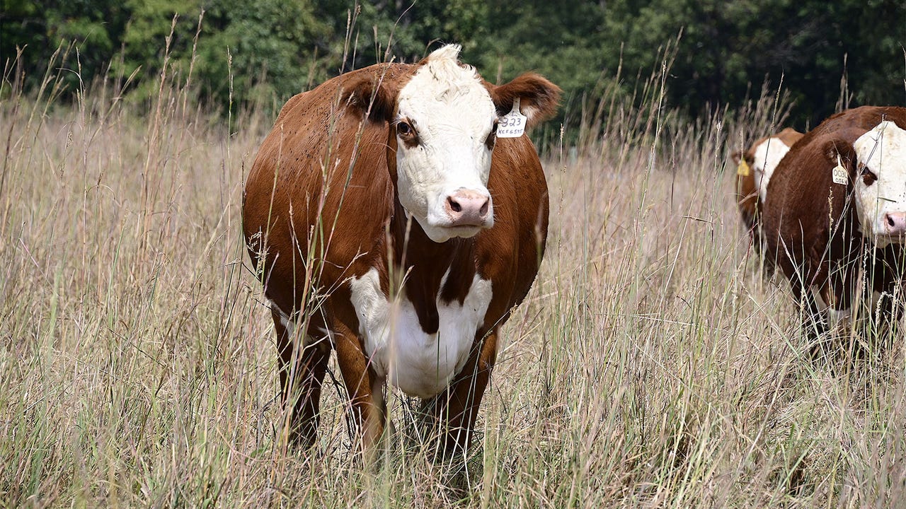 Photos by Chris Six - Cattle grazing in native grass field