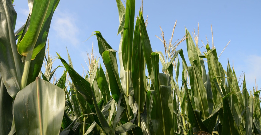 Close-up of corn plants in field