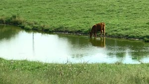 Cow drinking from a pond on Missouri Governor Parson's farm.