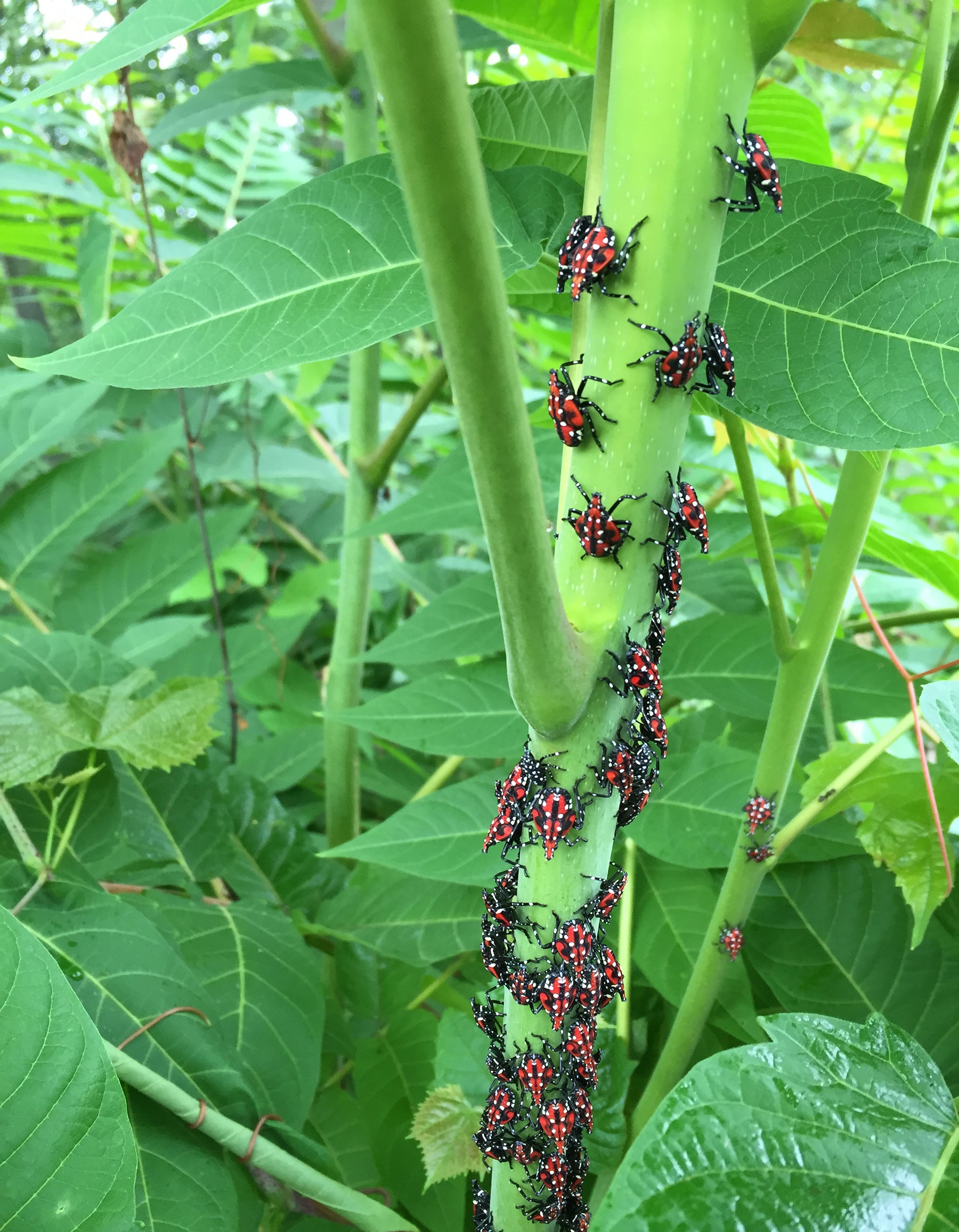 Emelie Swackhamer, Penn State University, Bugwood.org - Young spotted lanternflies on a plant stem