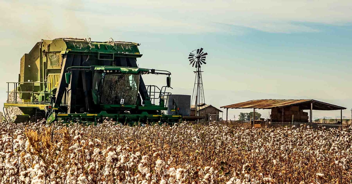 Arizona cotton industry transforms with Integrated Pest Management