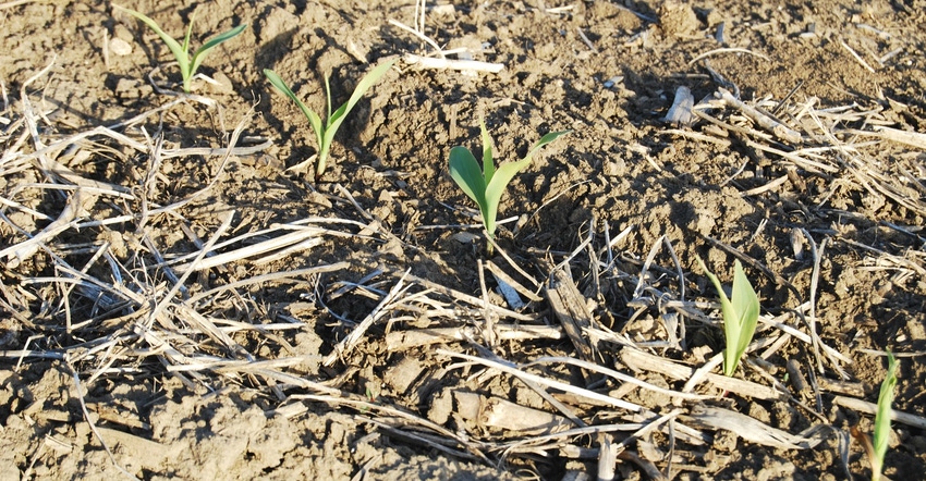 emerging corn