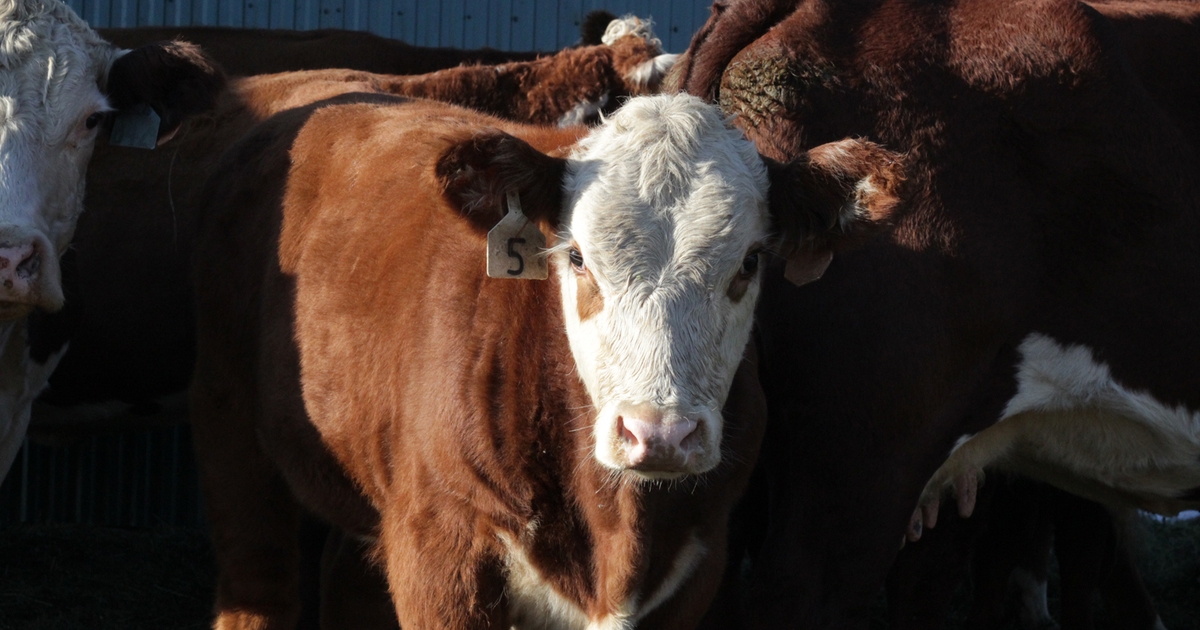 Use lowstress weaning methods