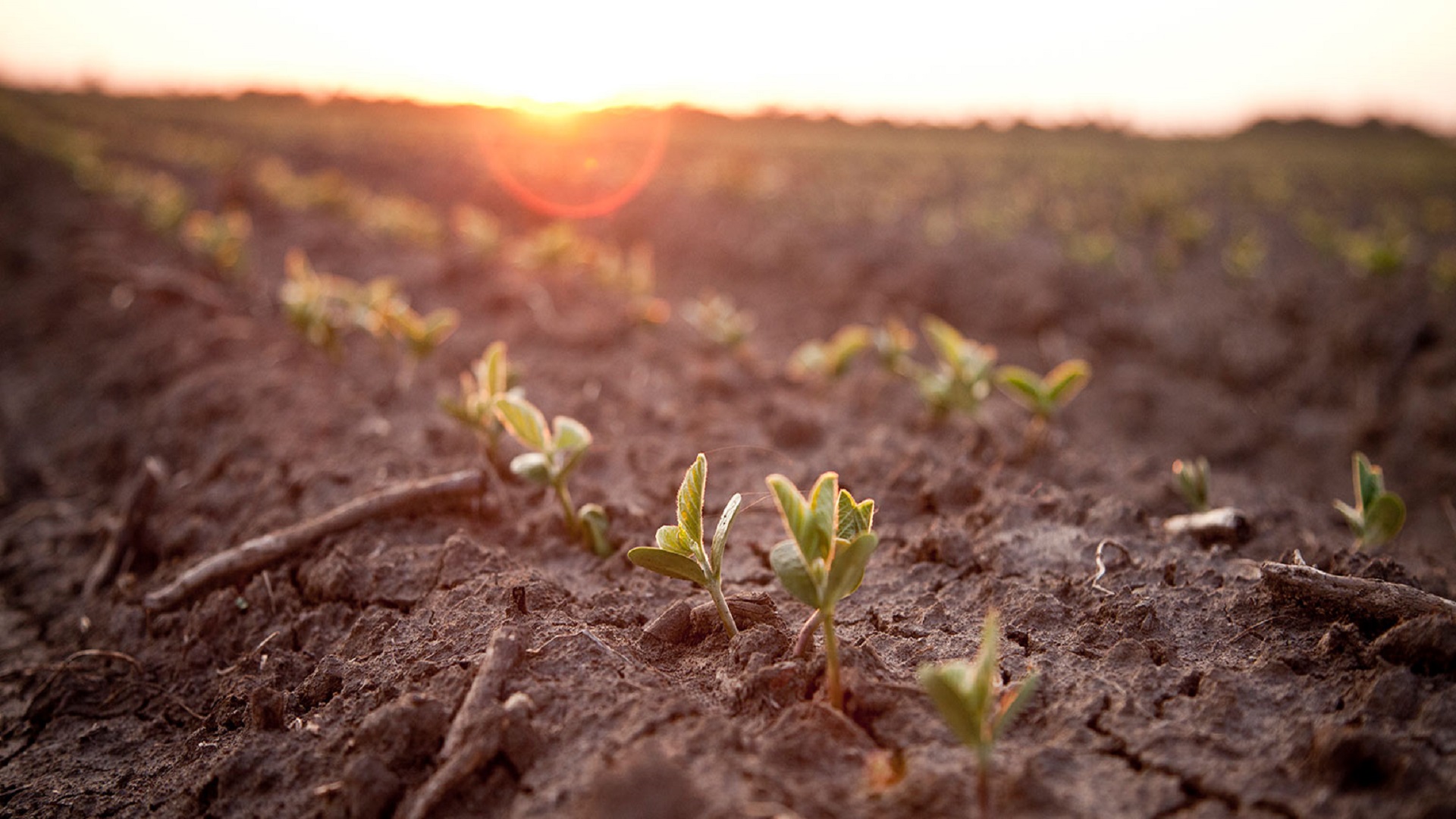 Put your weed seed bank in the red