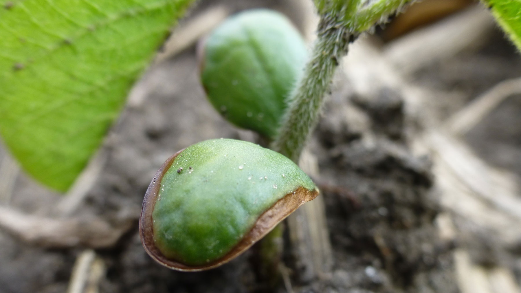 Take your pick: Pristine soybeans or good weed control?