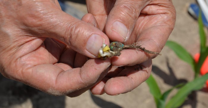 germinated seed held in hands