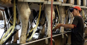 Farm worker attaching a suction device to dairy cow