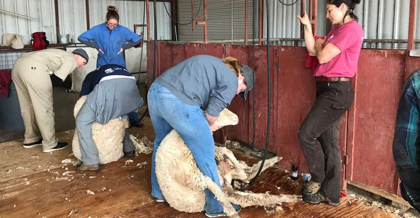 extension-himes-shearing-sheep.jpg