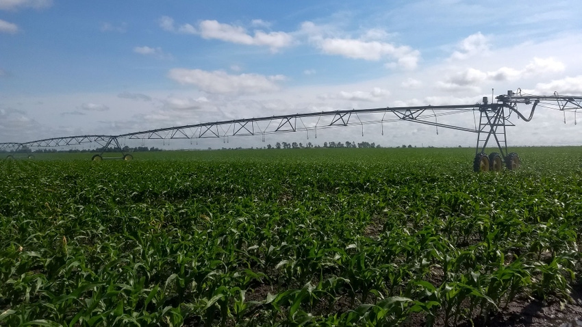 Irrigation in cornfield