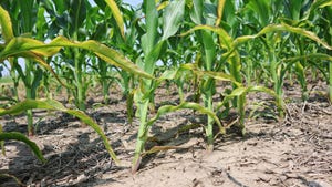Farmers who planted into dry conditions, may see some yellowing leaves, and leaning stalks